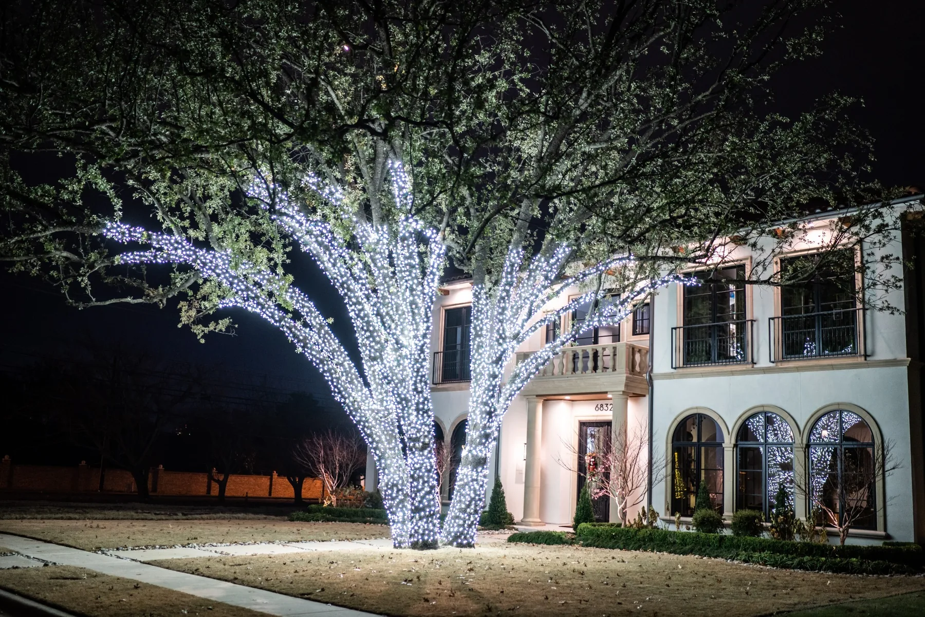 Large oak tree densely wrapped in white holiday lights at a luxury home